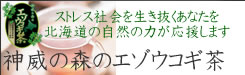 北海道足寄町産エゾウコギ100%使用　神威の森のエゾウコギ茶新登場